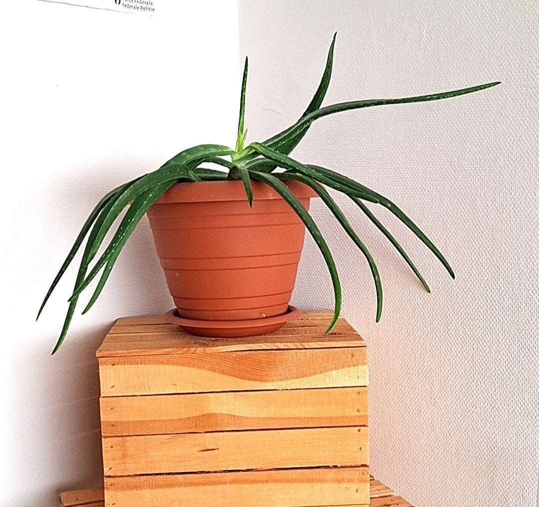 Aloe Vera grande taille avec pot