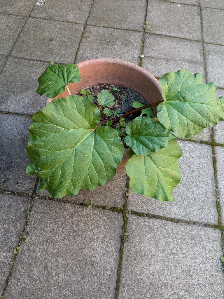 rabarberstekken in pot, Jardin & Terrasse, Plantes | Jardin, Enlèvement, Plante fixe, Plantes potagères