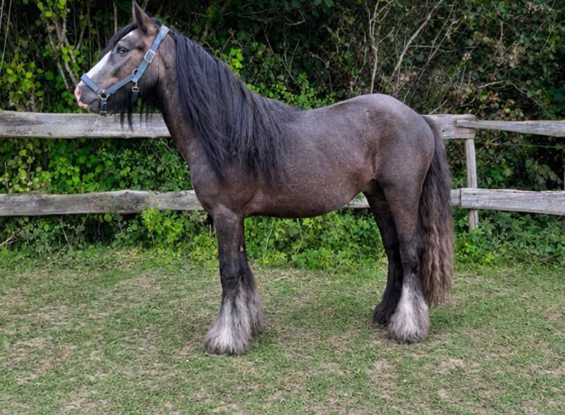 Cheval 1,55 très bon papier 2ans, Enlèvement ou Envoi, Comme neuf