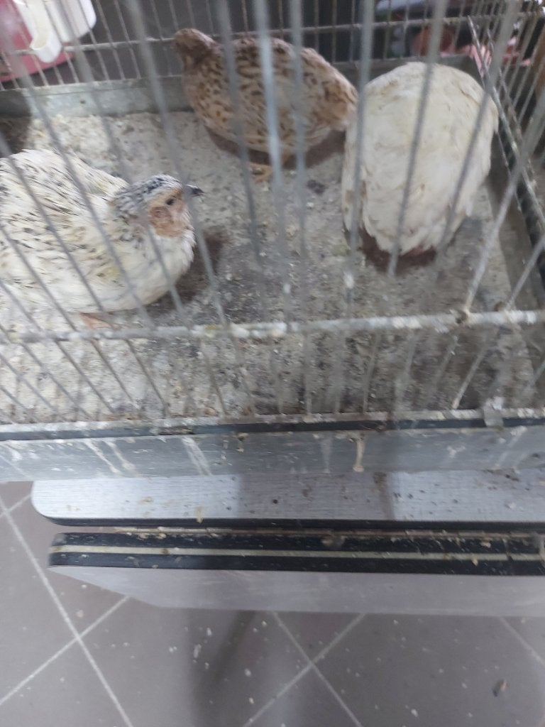 Japanse kwartels, Meerdere dieren, Wildzangvogel