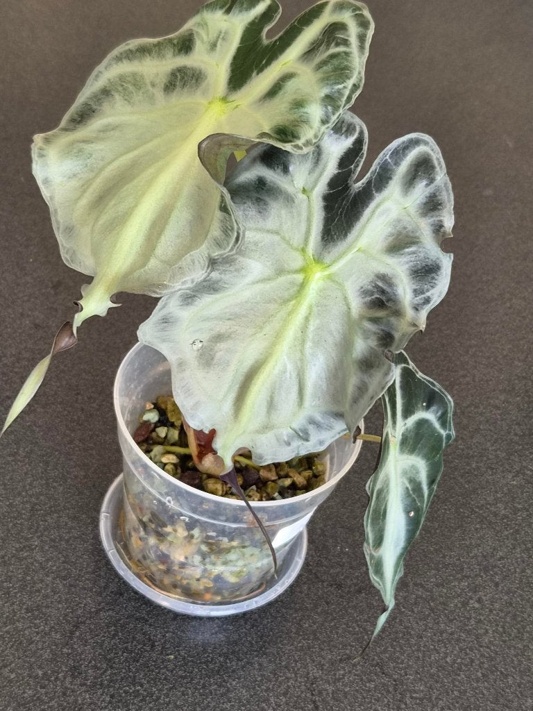 Venin d'Alocasia, Enlèvement ou Envoi