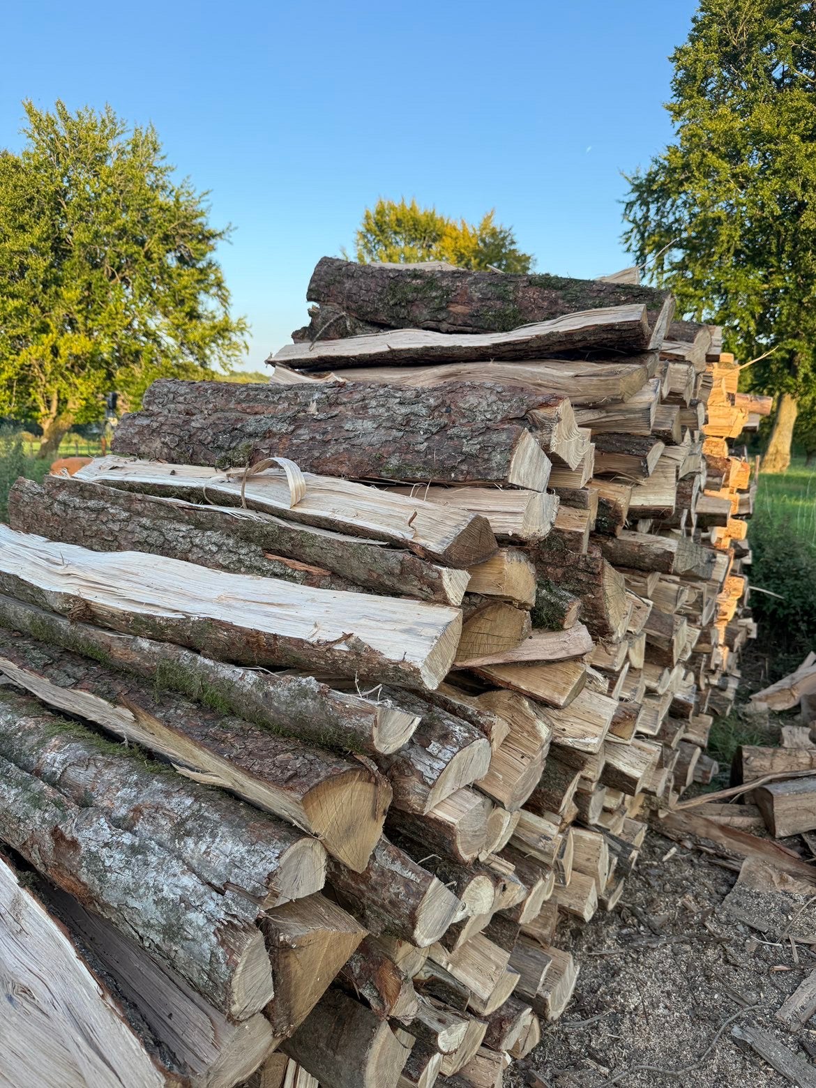 BOIS DE CHAUFFAGE, Jardin & Terrasse, 6 m³ ou plus, Enlèvement ou Envoi, Hêtre, Bûches