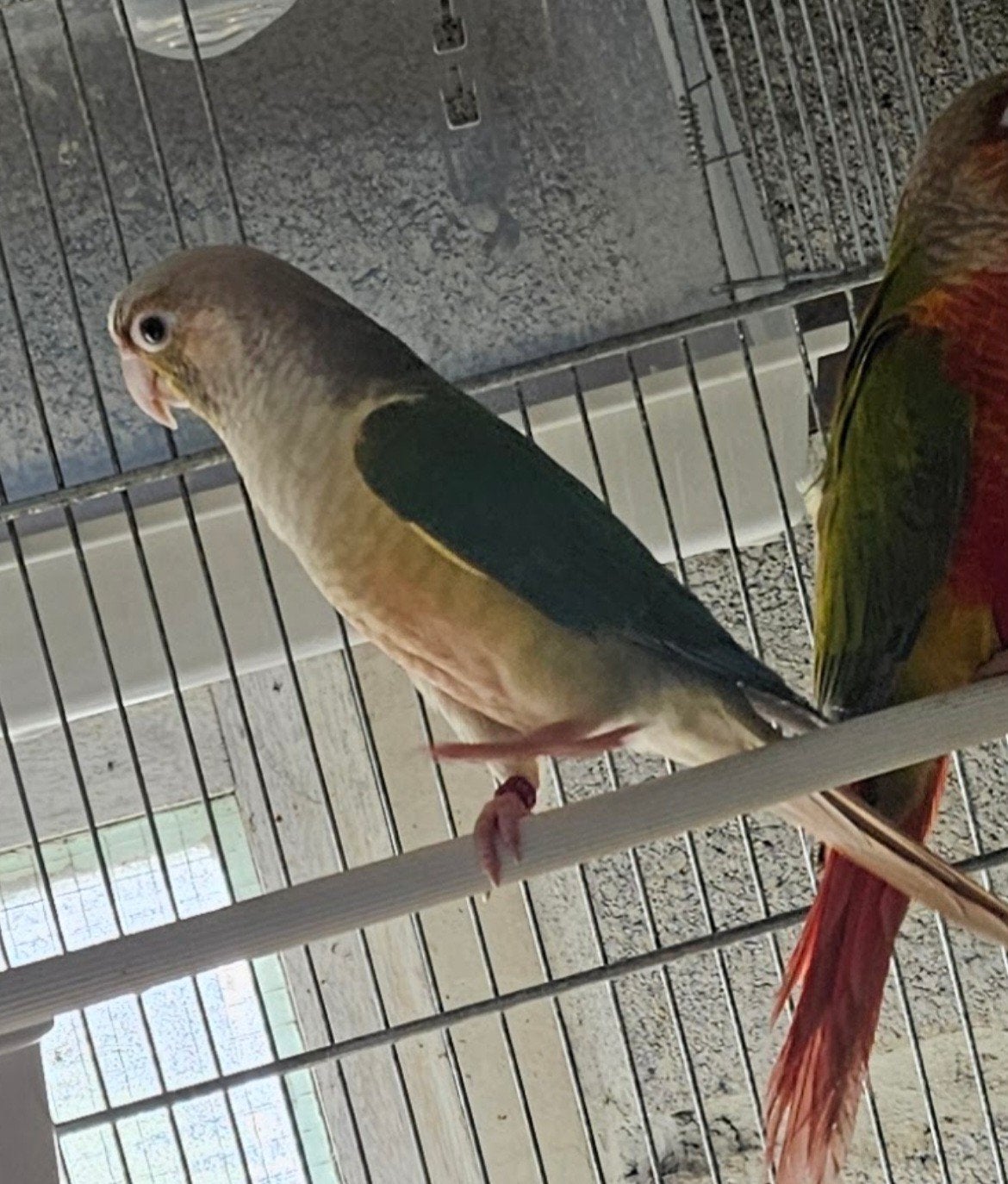 Pyrrhura molinae toc/mooncheek, Animaux & Accessoires, Mâle, Perruche, Bagué
