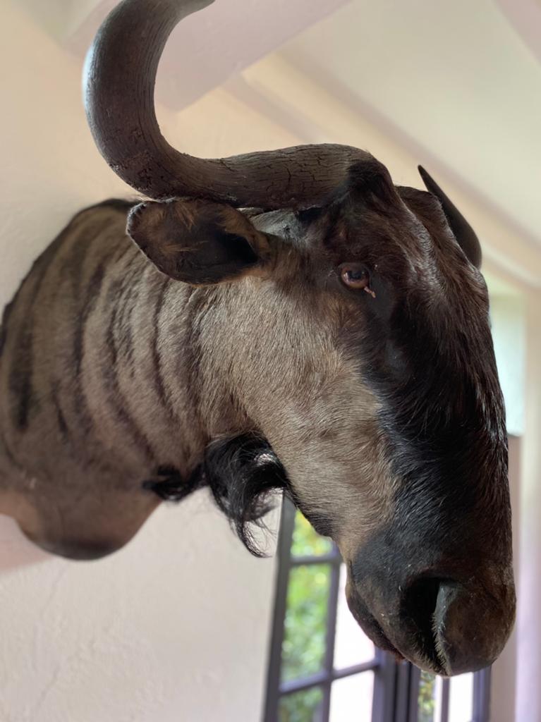 Collectie taxidermie, opgezette dieren. Apart of samen, Ophalen, Nieuw, Wild dier, Opgezet dier