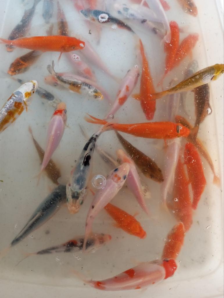 Koi s 10/12 cm