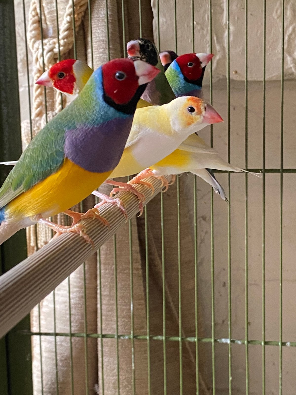 Gouldamadines, Meerdere dieren, Tropenvogel