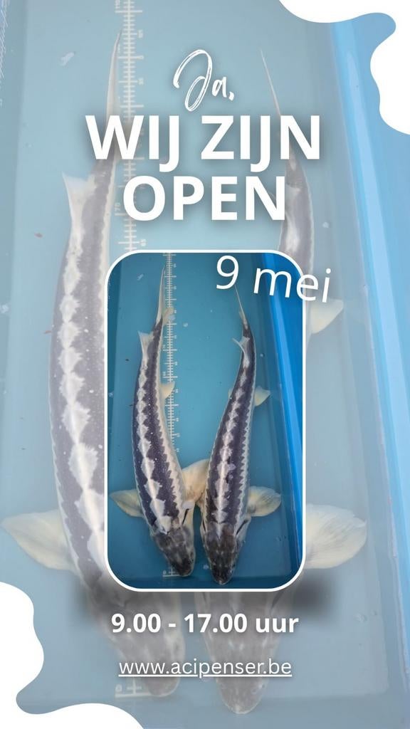 Koi en steuren tegen grote actieprijzen nu zaterdag open, Poisson(s) rouge(s)