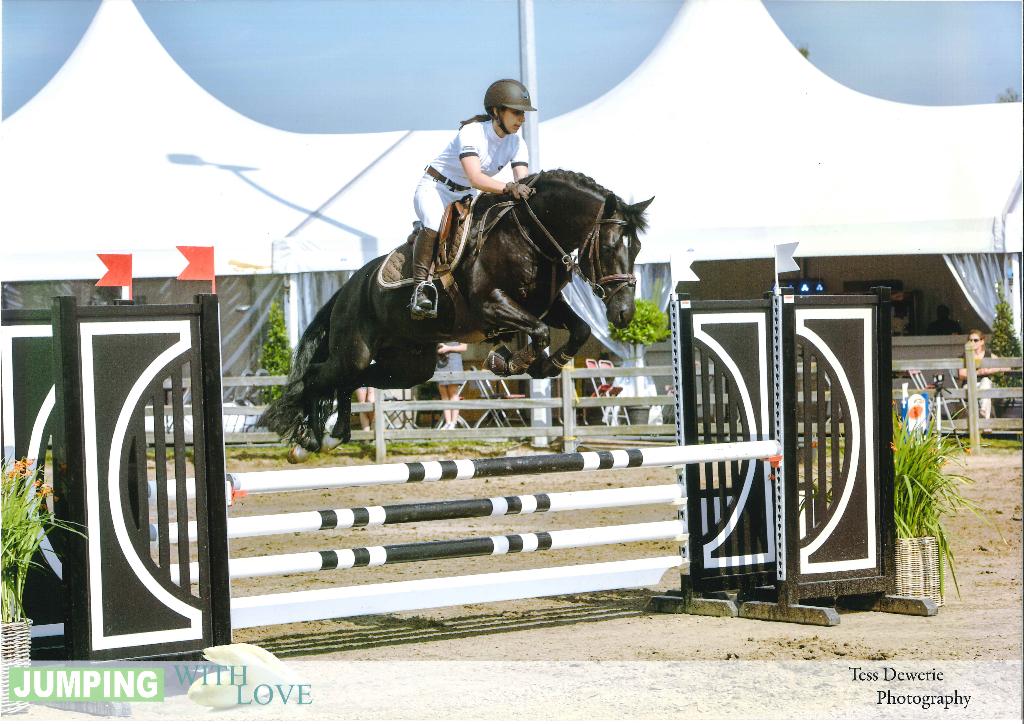 # Prachtige speciale pony-hengsten ter dekking, Dieren en Toebehoren, Hengst