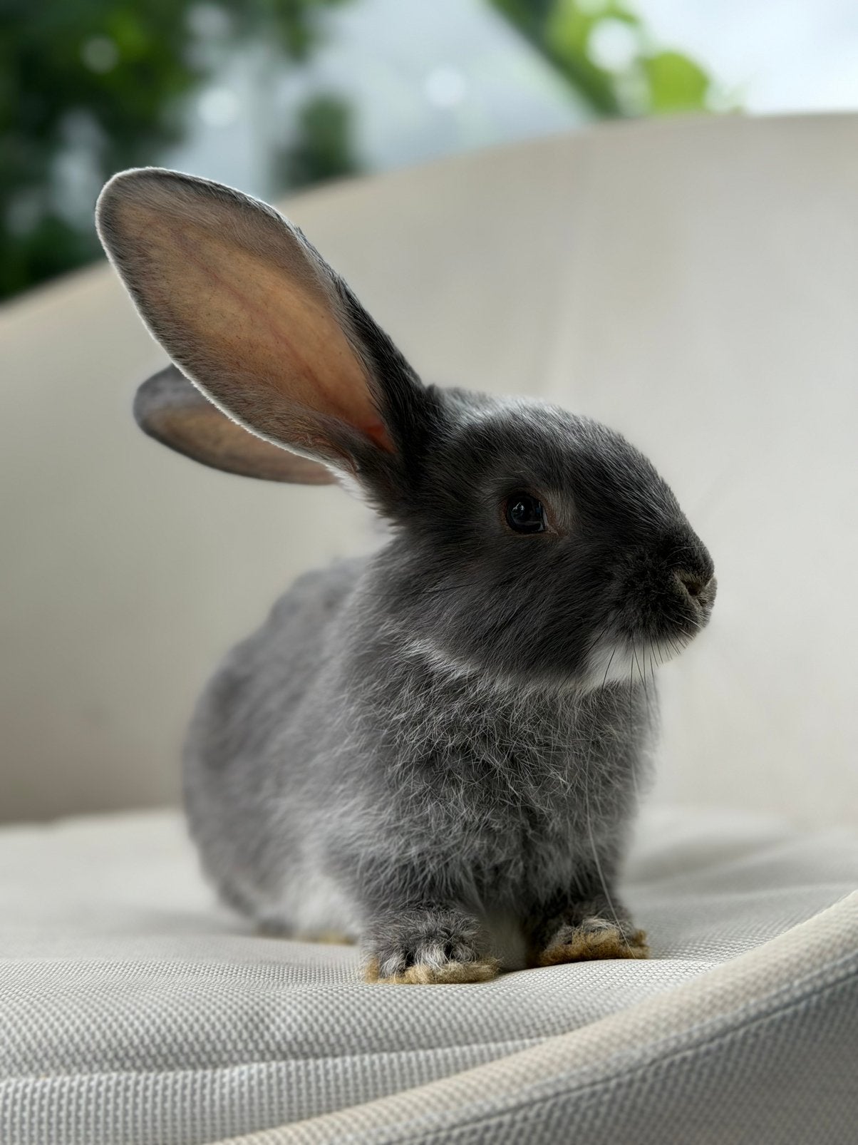 Duitse reusjes 7 weken, Dieren en Toebehoren, Konijnen