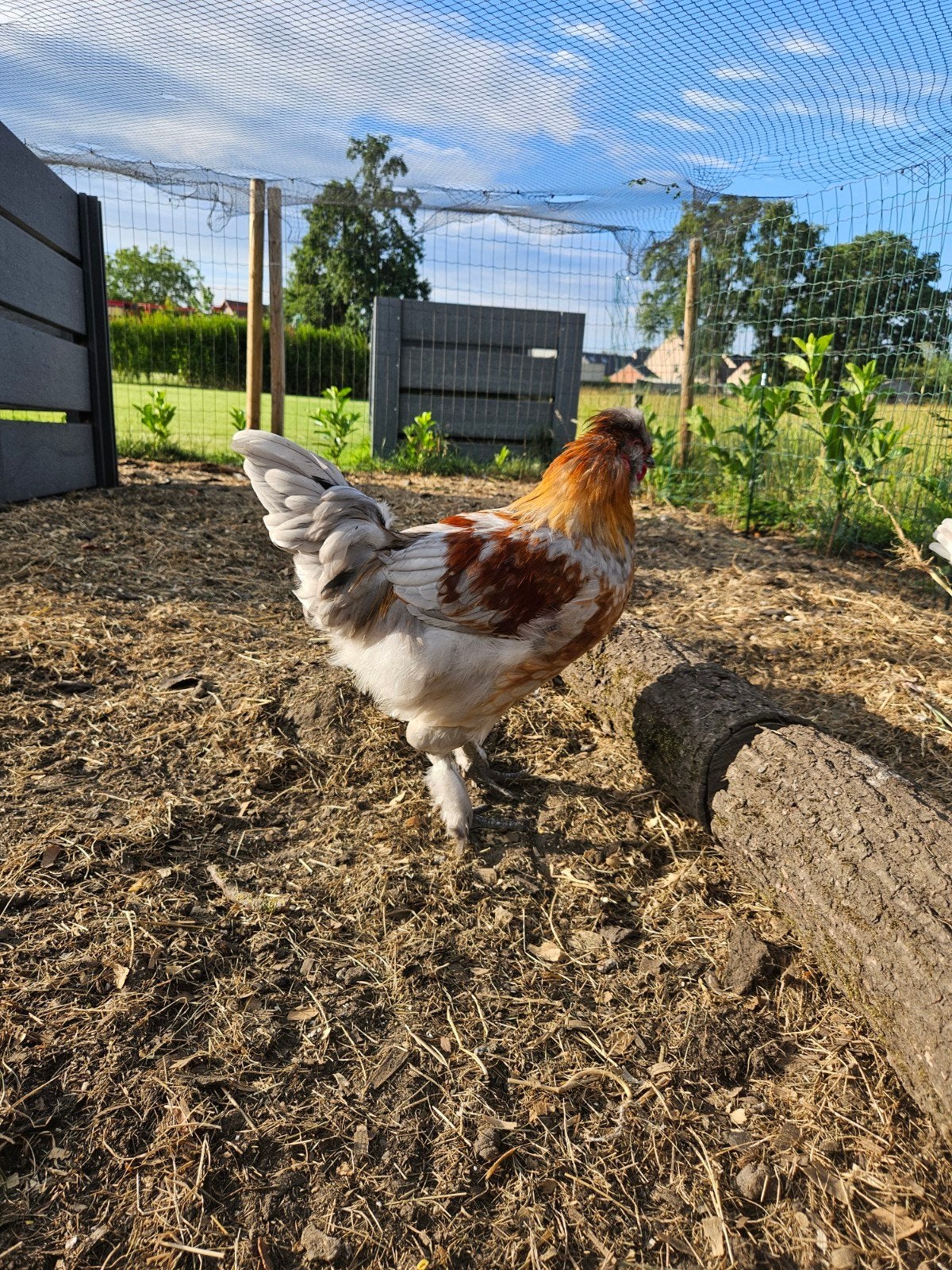 Haan - kruising sierhaan & legkip, Dieren en Toebehoren, Pluimvee