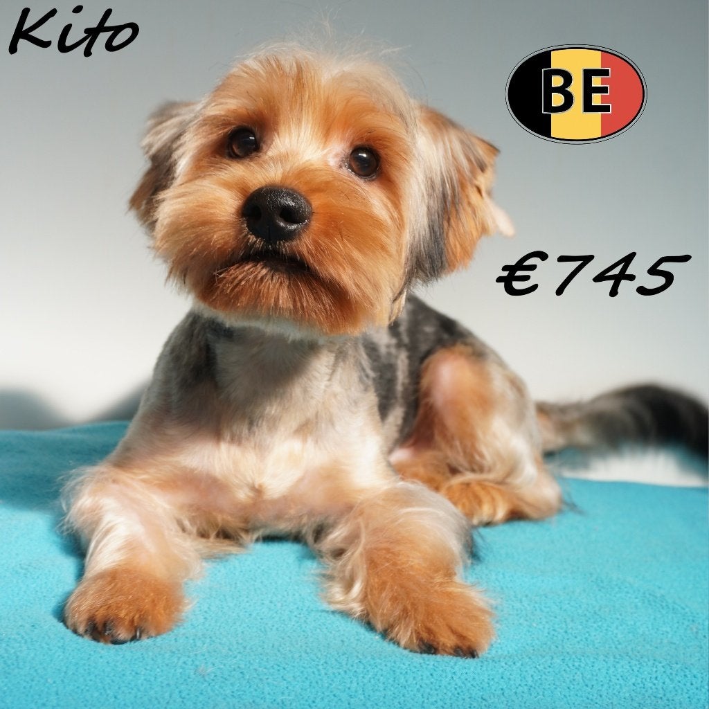 Kito, Yorkshire Terriër - reutje te koop, Dieren en Toebehoren, Yorkshire Terriër, België, 15 weken tot 1 jaar, CDV (hondenziekte)