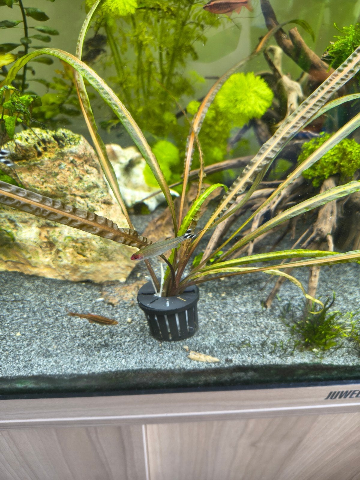 Cryptocoryne crispatula, Dieren en Toebehoren, Verzenden