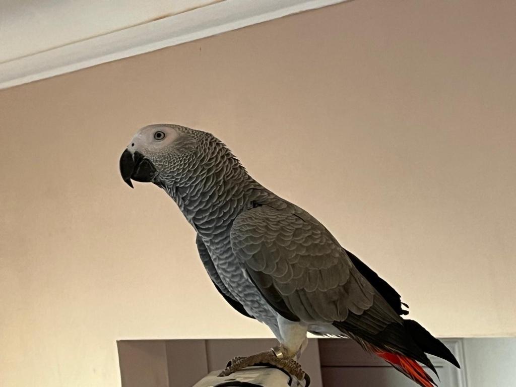 Prachtig Gabon-grijs, Dieren en Toebehoren, Mannelijk, Papegaai, Pratend