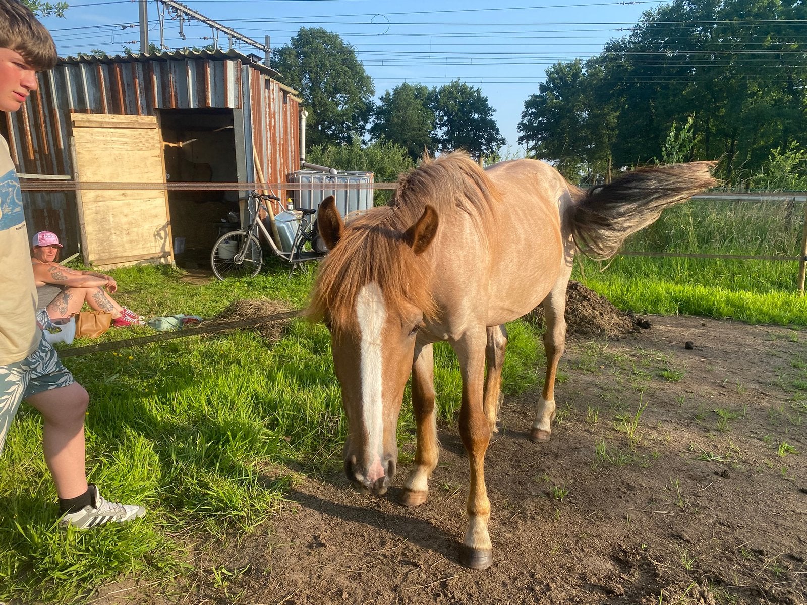 Hengst 3 jaar, Dieren en Toebehoren, Hengst