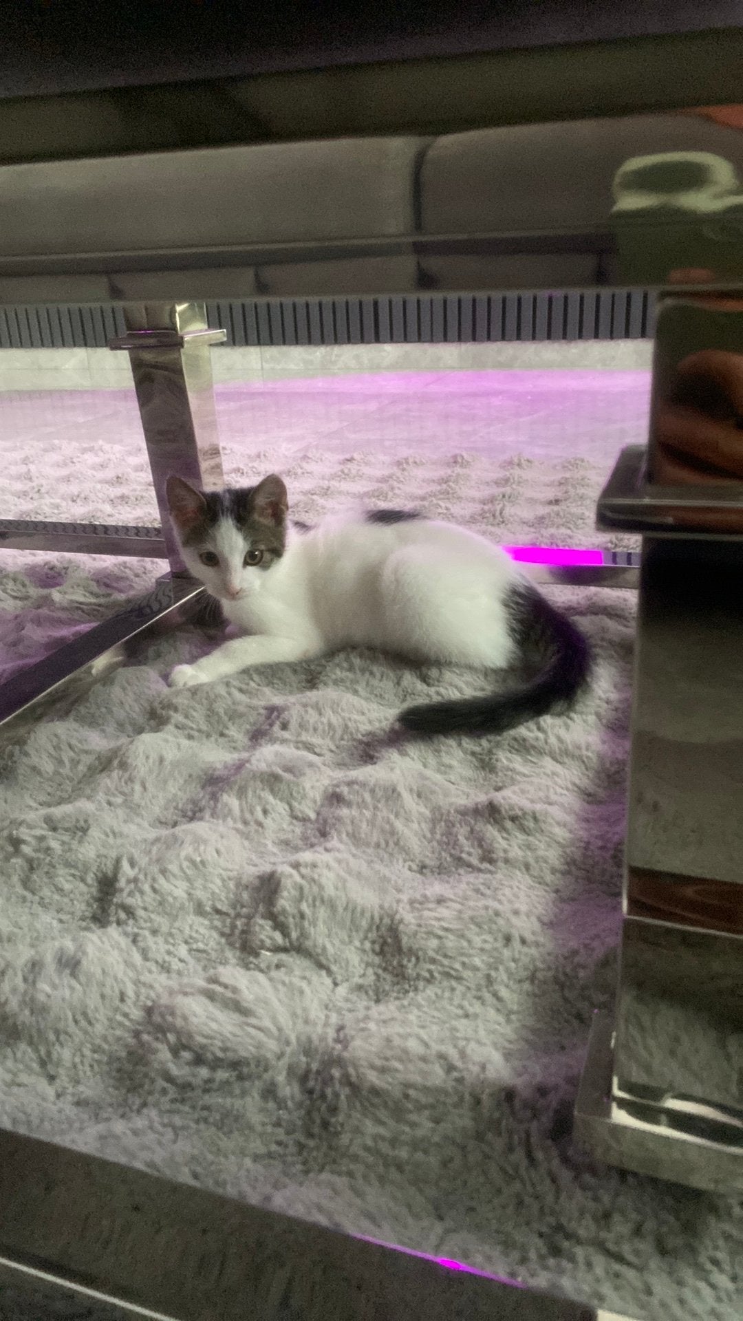 Gratis, Dieren en Toebehoren, Kater, Kortharig, 0 tot 2 jaar