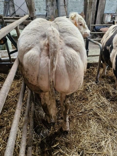 Wit-Blauwe dikbil stier, Dieren en Toebehoren, Mannelijk, 0 tot 2 jaar