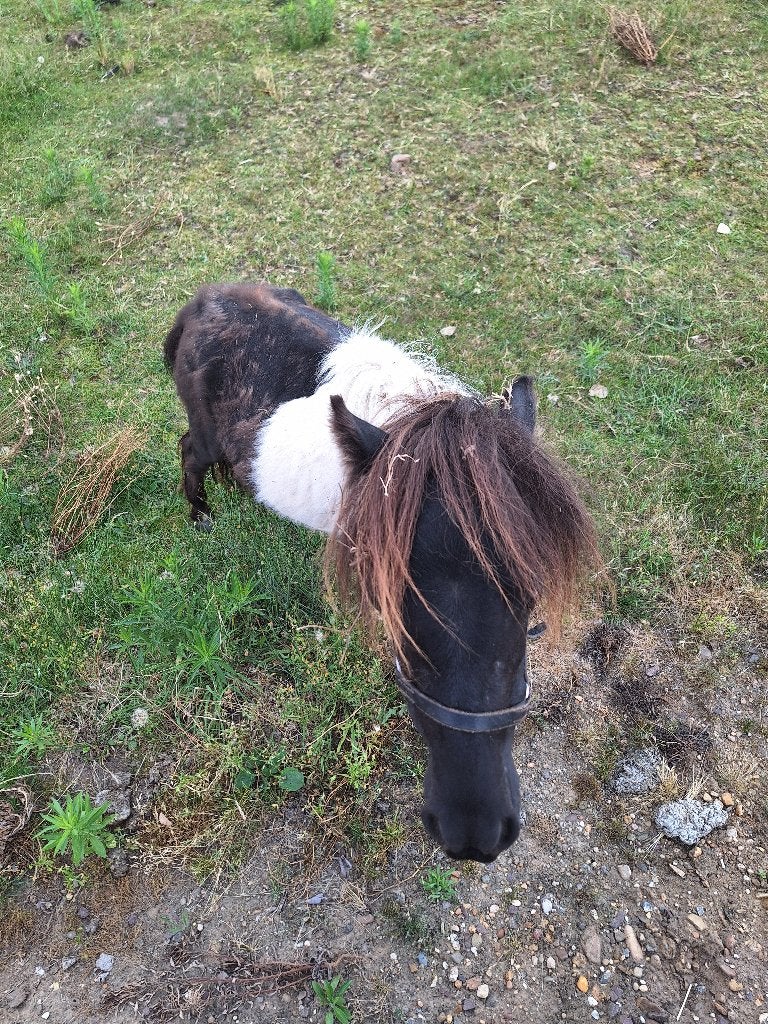 mini paardje, Dieren en Toebehoren, Pony's, Hengst, Gechipt
