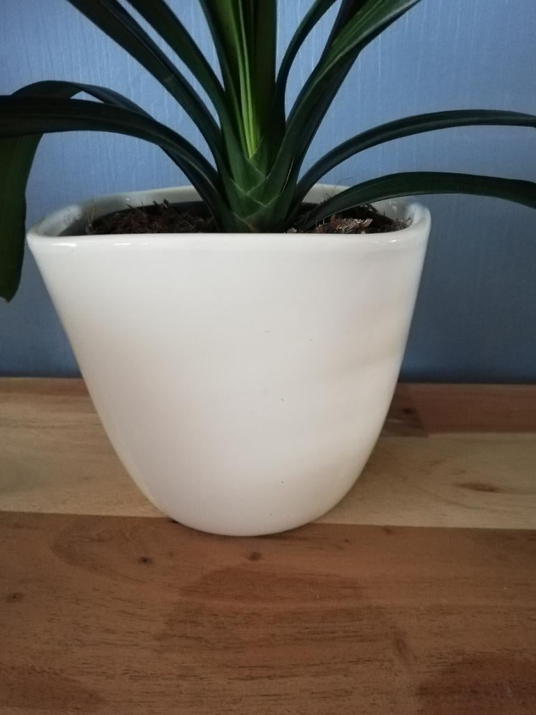 Clivia met bloempot (oranje) uitgebloeid, Ophalen, Overige soorten, Halfschaduw, In pot