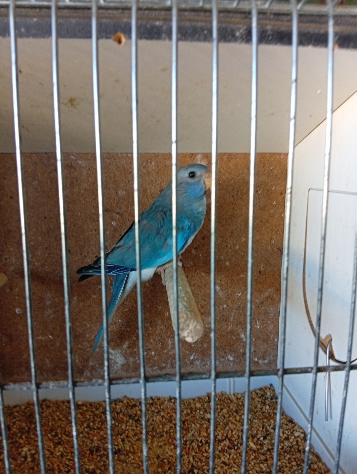 Splendid blauw 26, Bagué