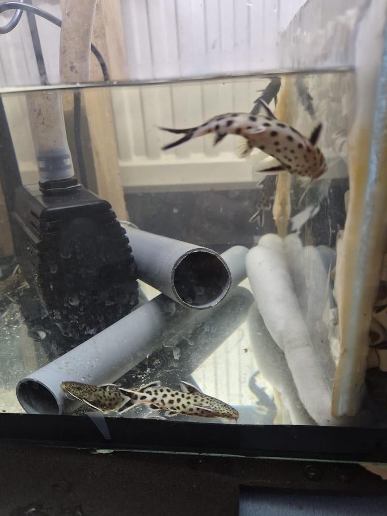 synodontis een 6 tal    6€ per stuk, Dieren en Toebehoren, Vissen | Aquariumvissen