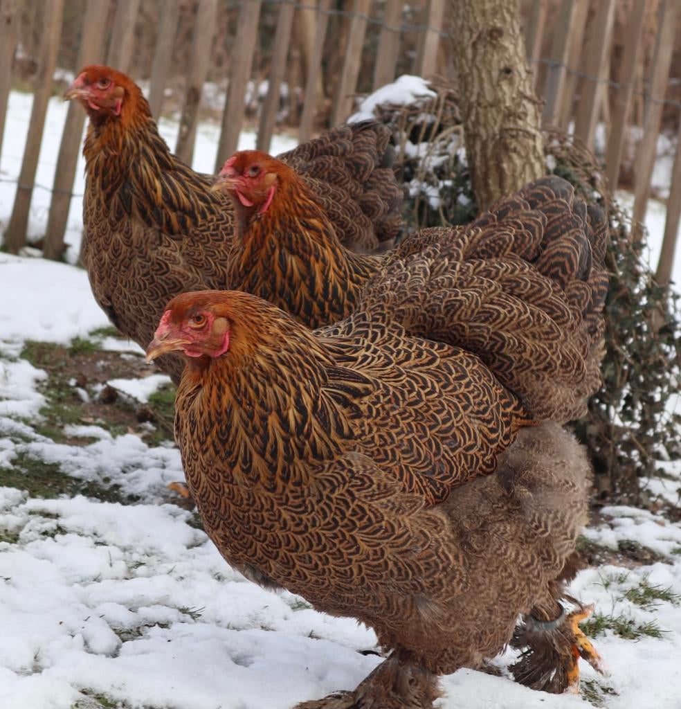 Oeufs fécondés de Brahma Isabelle et PMD à vendre, Plusieurs animaux, Poule ou poulet