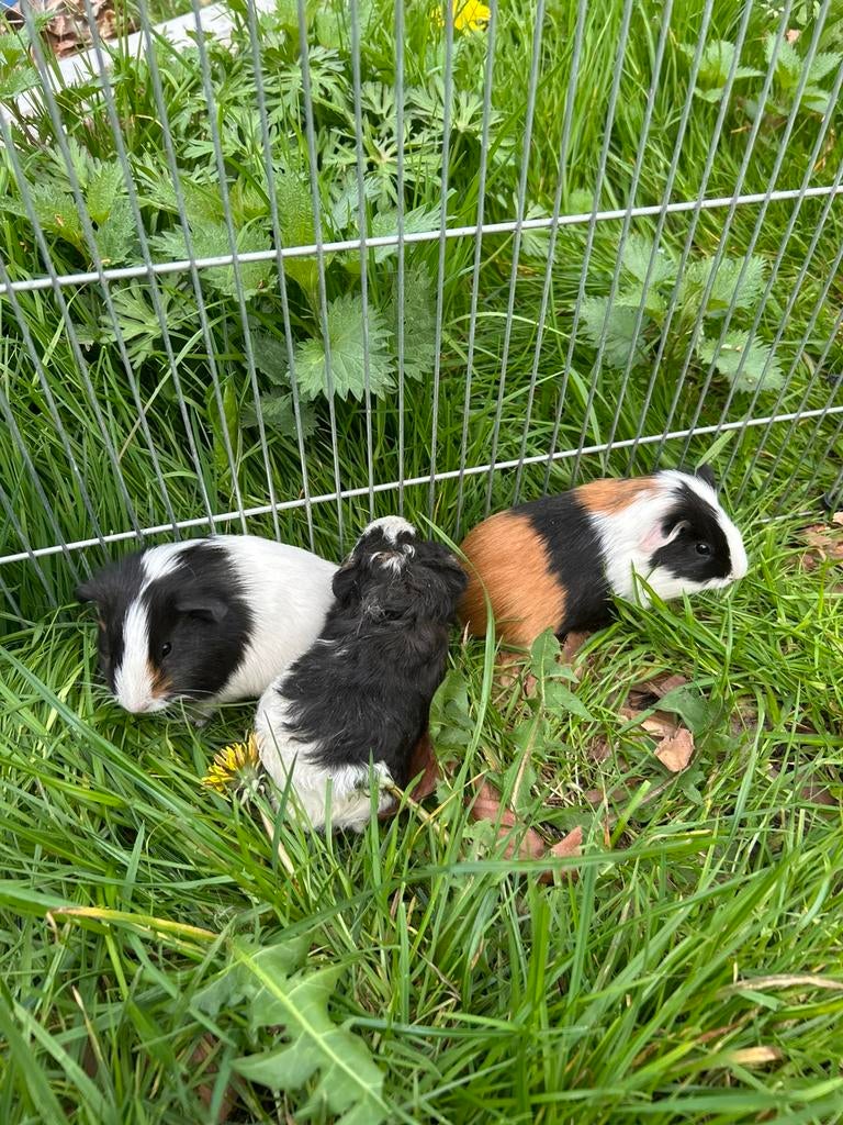 Jonge cavia beertjes, Mâle, Mars, Domestique, Cobaye
