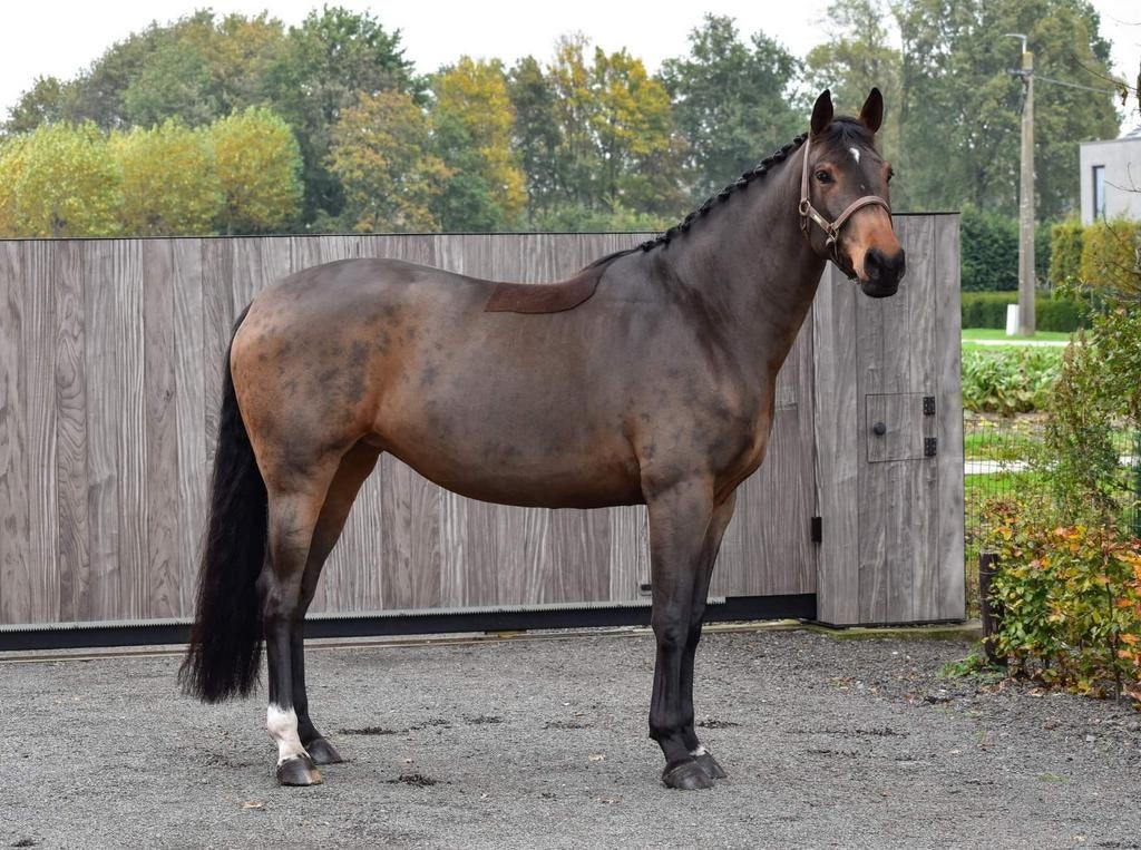 Springmerrie te lease, Dieren en Toebehoren, Paarden, Merrie, ZZ, Springpaard, 11 jaar of ouder
