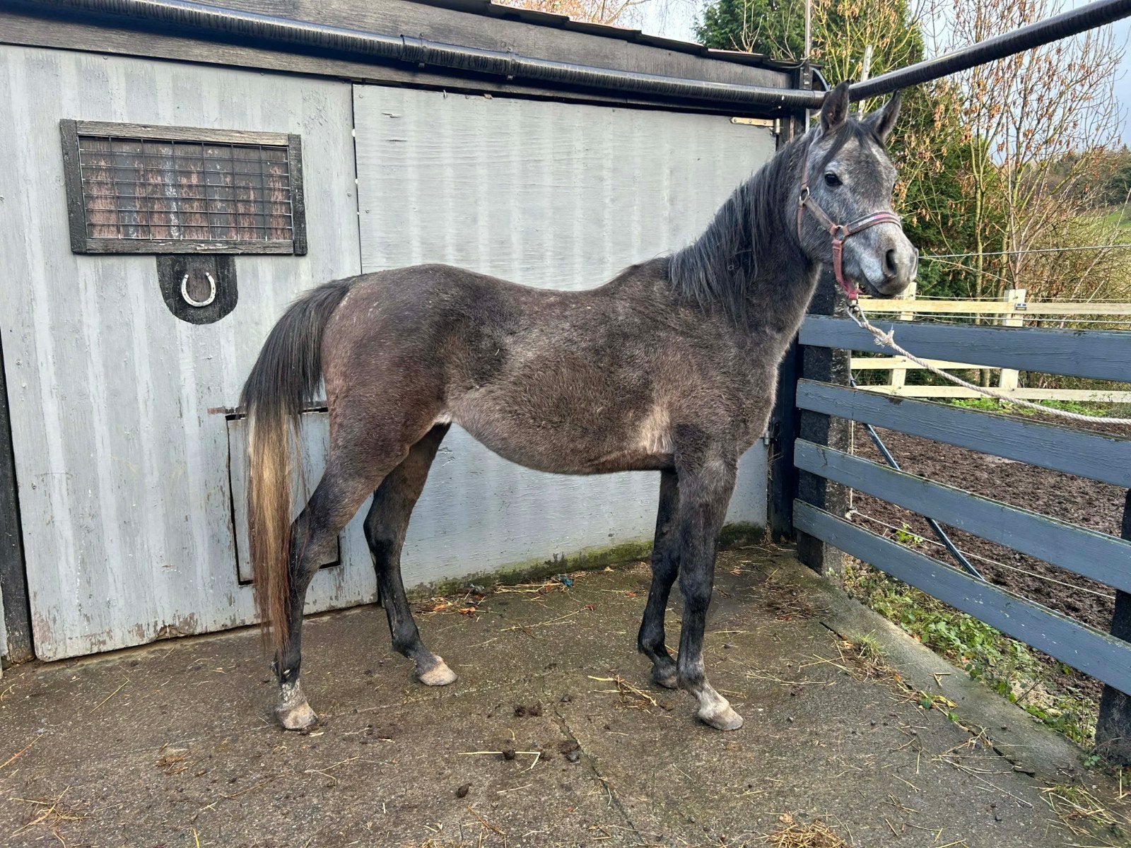 Arabische hengst, Dieren en Toebehoren, Paarden