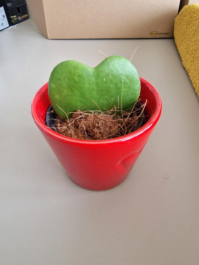 Kleine cactus met rood potje, Ophalen, Cactus