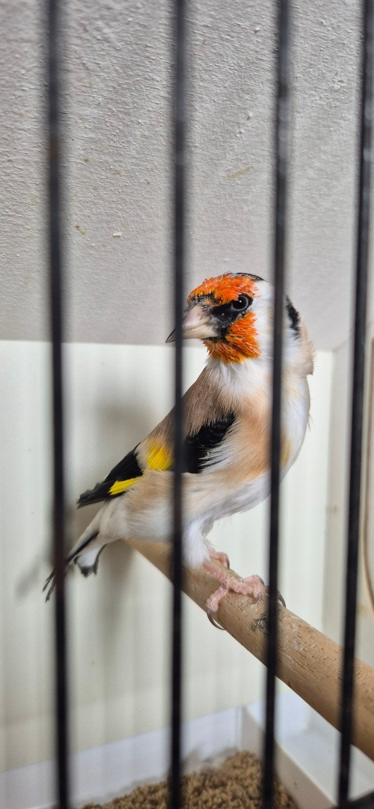 Prachtige grote Noorse distelvinken - putters, Wildzangvogel