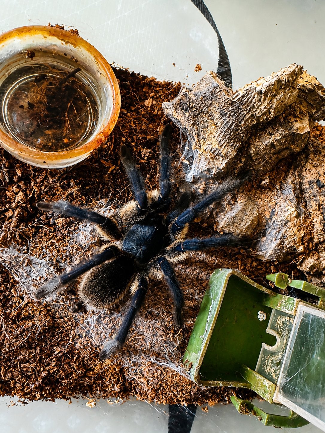 Monocentropus balfouri (babouin bleu de l'île de Socotra), Animaux & Accessoires, Araignée ou Scorpion