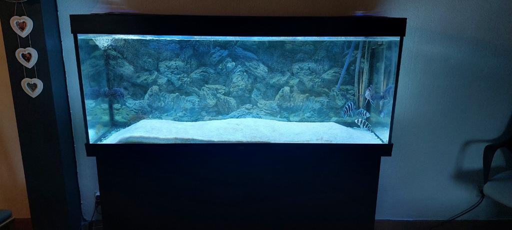 Aquarium Juwel Rio 450 avec meuble noir et pompes externes, Dieren en Toebehoren, Ophalen, Verwarming, Juwel