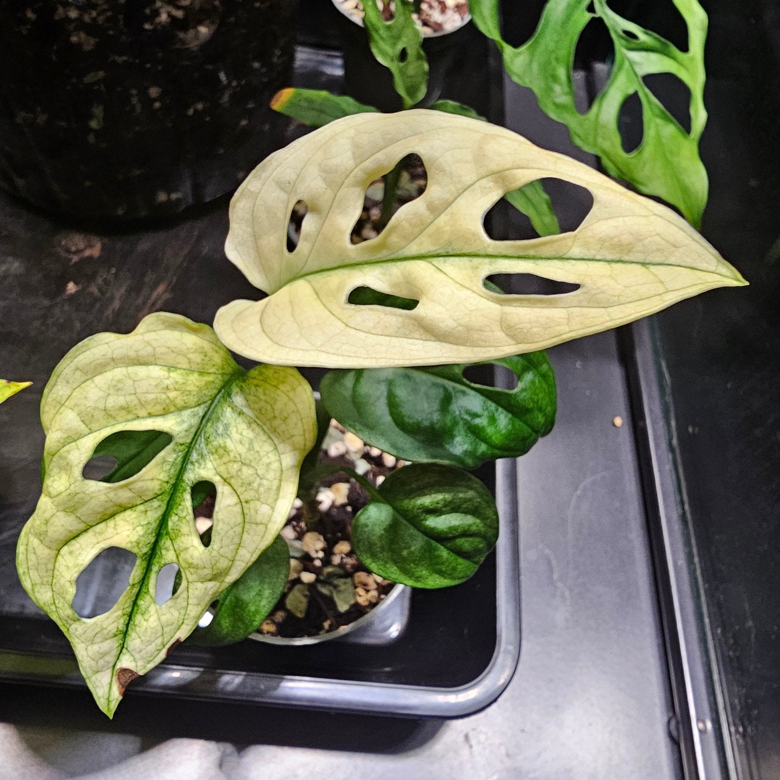 monstera adansonii archipelago, Autres espèces, En pot, Enlèvement ou Envoi, Moins de 100 cm