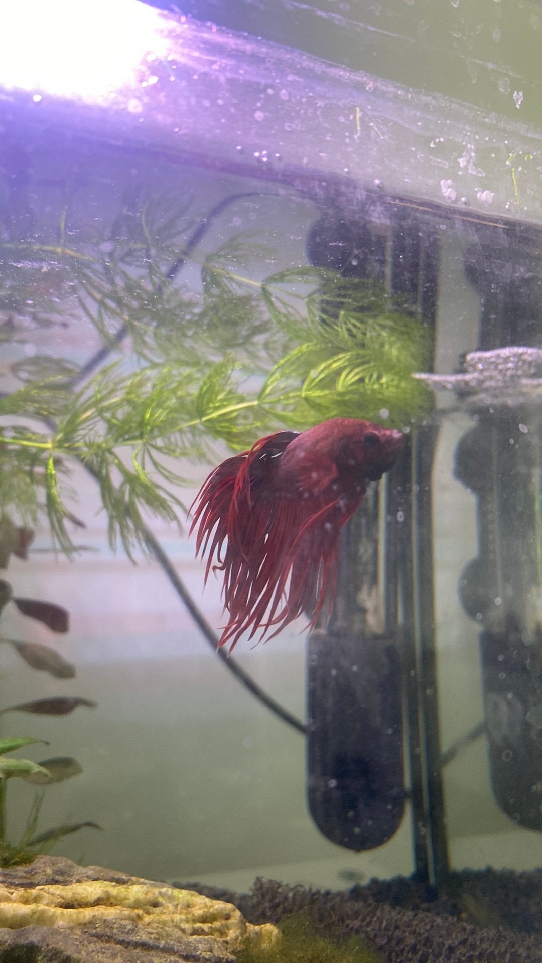 Betta vis, Animaux & Accessoires, Poisson