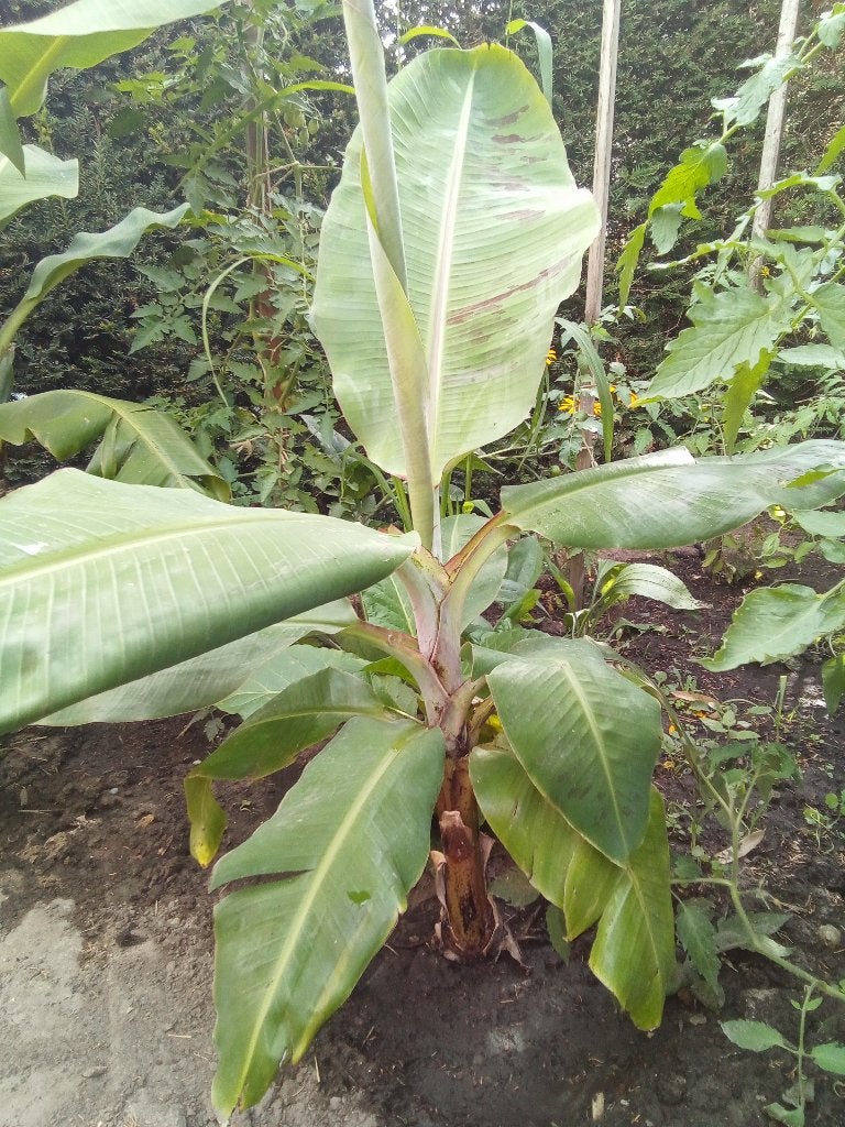bananenplant, Tuin en Terras, Planten | Tuinplanten, Ophalen