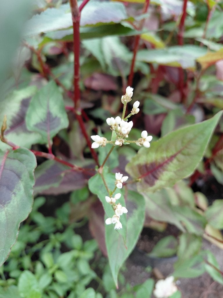 Persicaria Red Dragon, Tuin en Terras, Planten | Tuinplanten, Ophalen, Halfschaduw