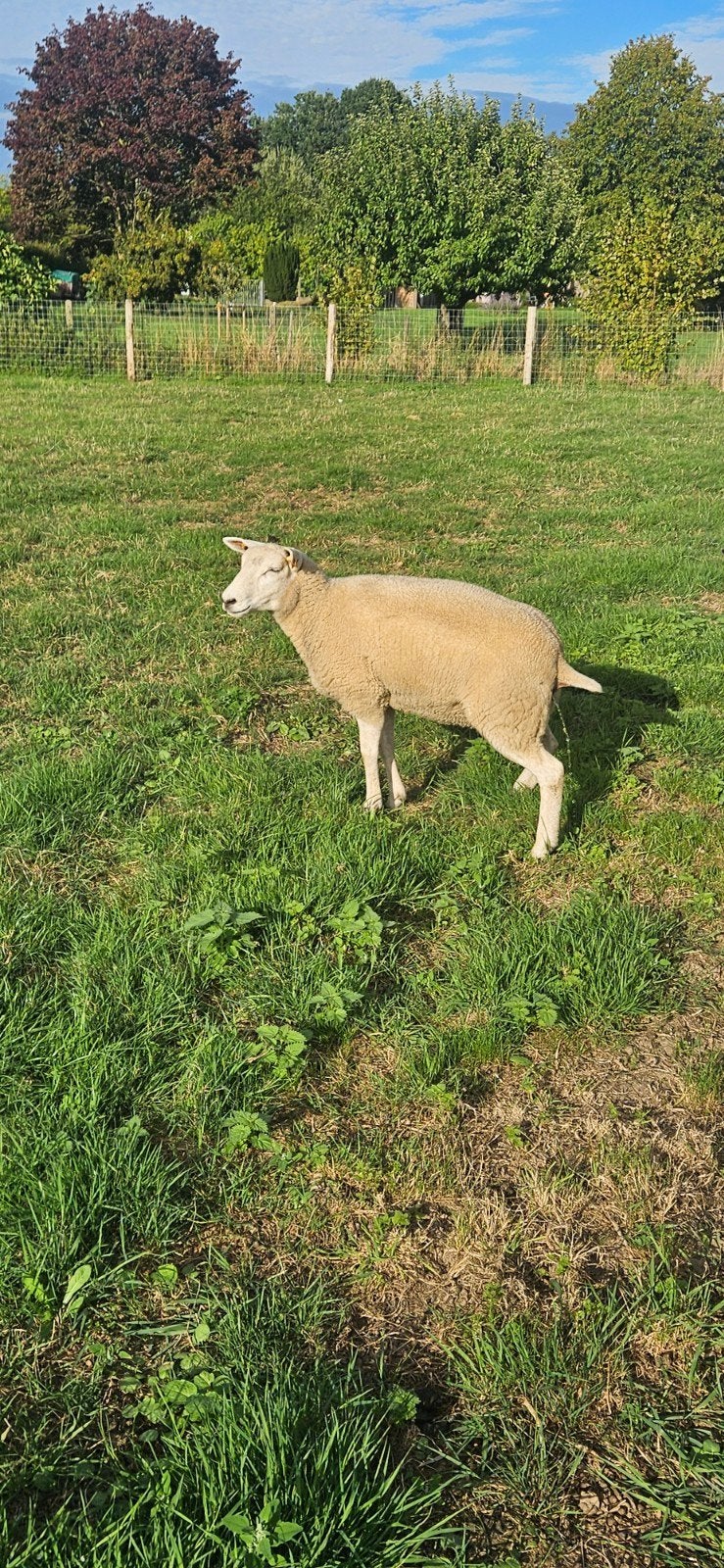 mooie jaarling swifter van juli 2025 ( nog niet gekweekt)
