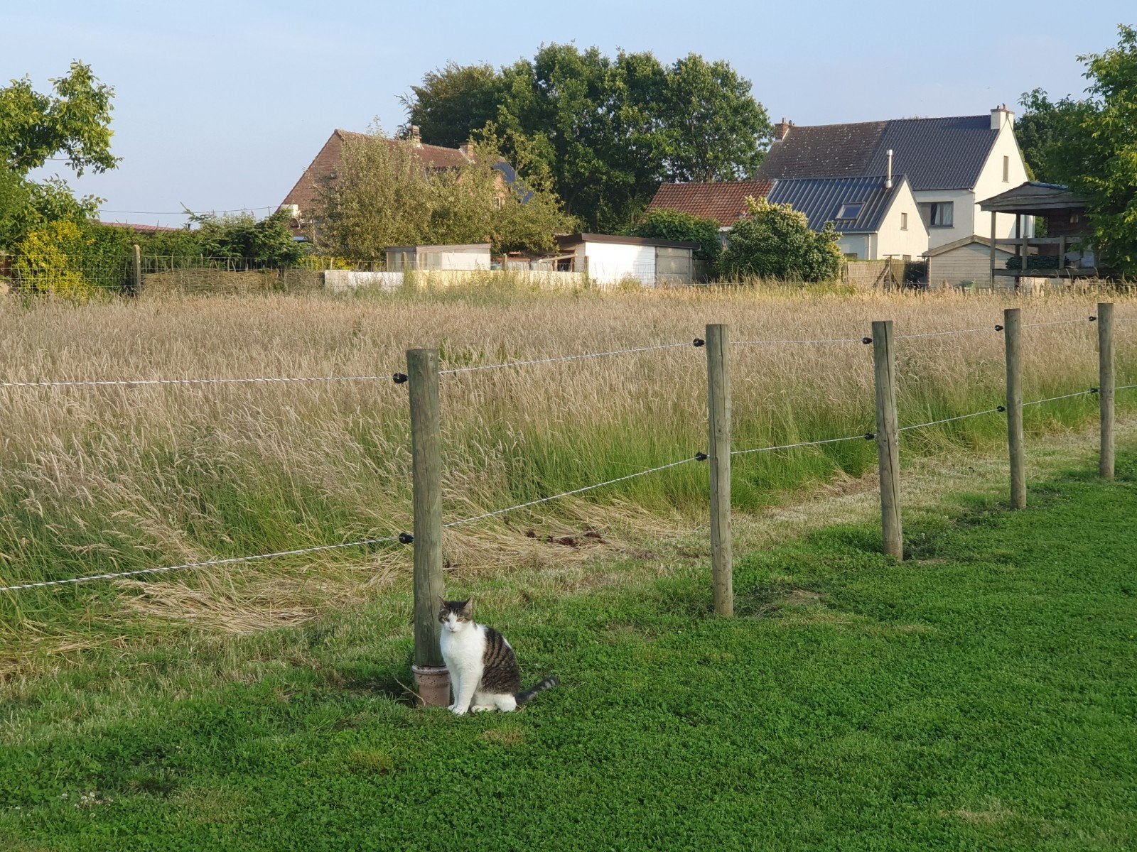 weide te huur voor paarden of pony's, Dieren en Toebehoren, 2 of 3 paarden of pony's