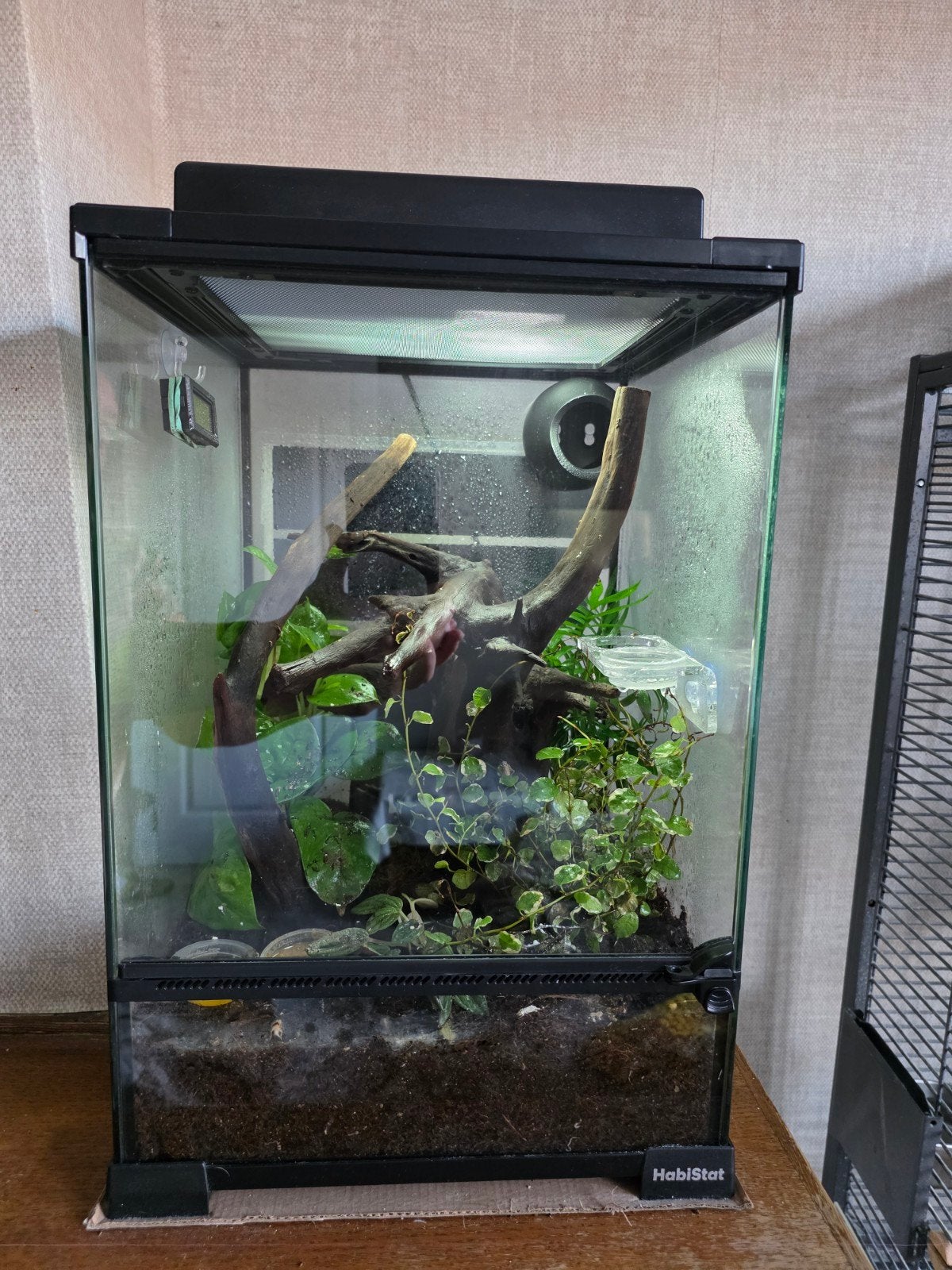 Terrarium met 4 rouwgekko's, Animaux & Accessoires, Reptiles & Amphibiens | Accessoires, Enlèvement