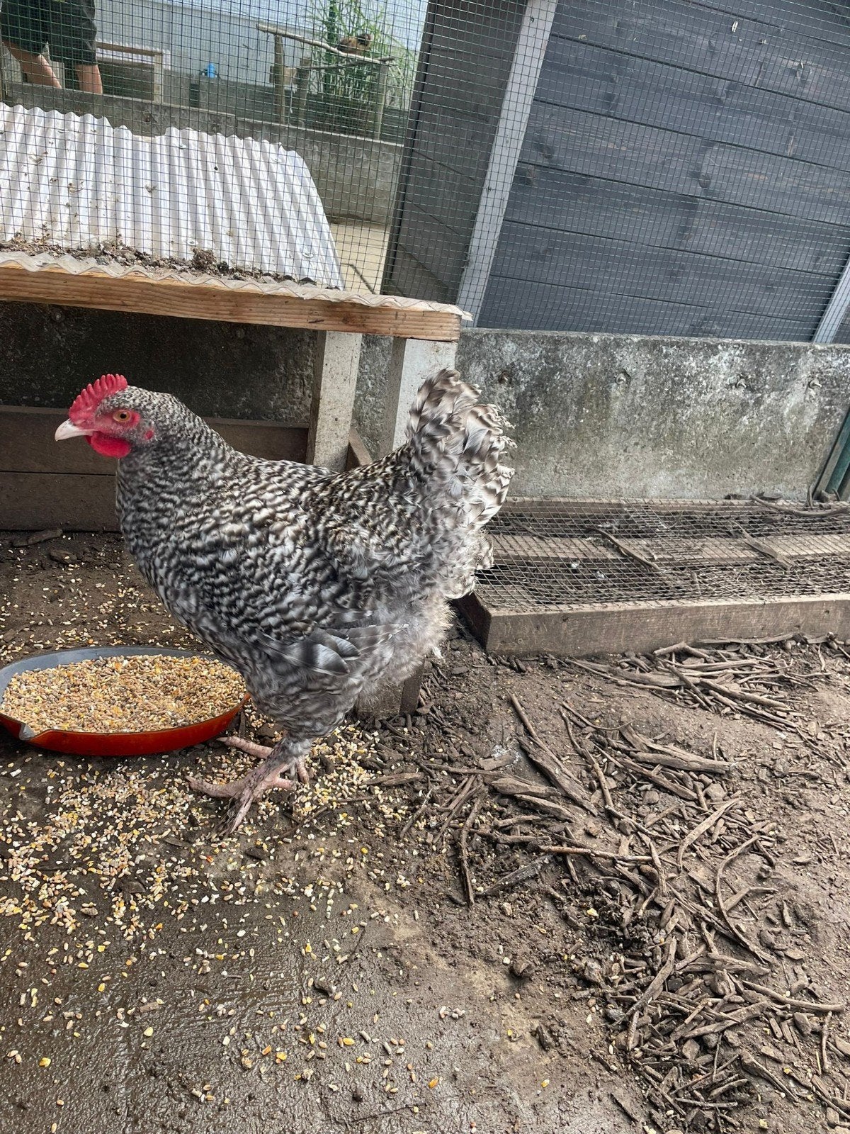 Mechelse koekoek hanen, Dieren en Toebehoren, Pluimvee, Mannelijk, Kip