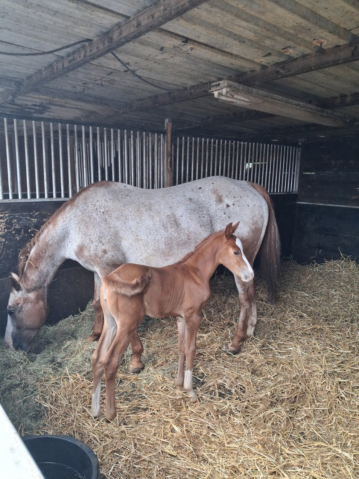zeer mooie en brave roan appaloosa merrie met merrie veulen, Dieren en Toebehoren, Zadelmak, 11 jaar of ouder, Westernpony, D pony (1.37m tot 1.48m)