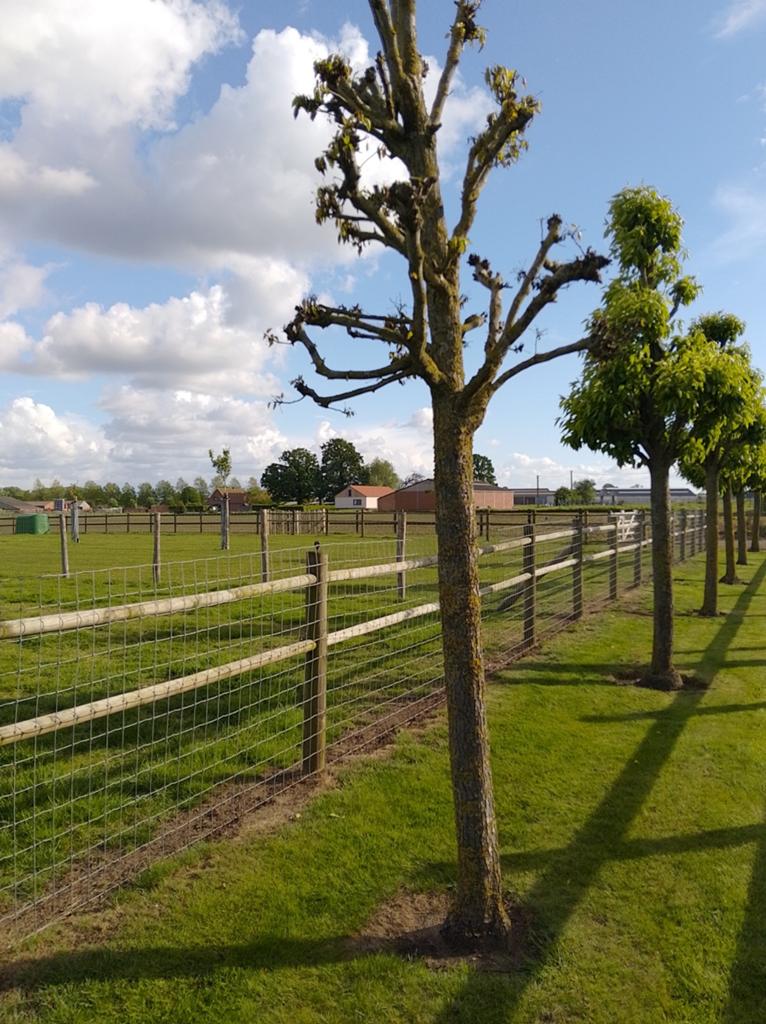 Gratis hout,wel de boom zelf  omzagen, Enlèvement
