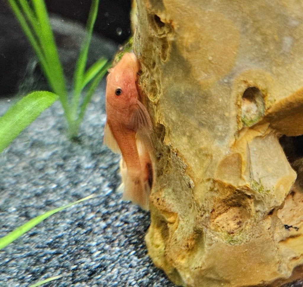 Ancistrussen red shortfin, Dieren en Toebehoren, Vissen | Aquariumvissen, Zoetwatervis, Vis