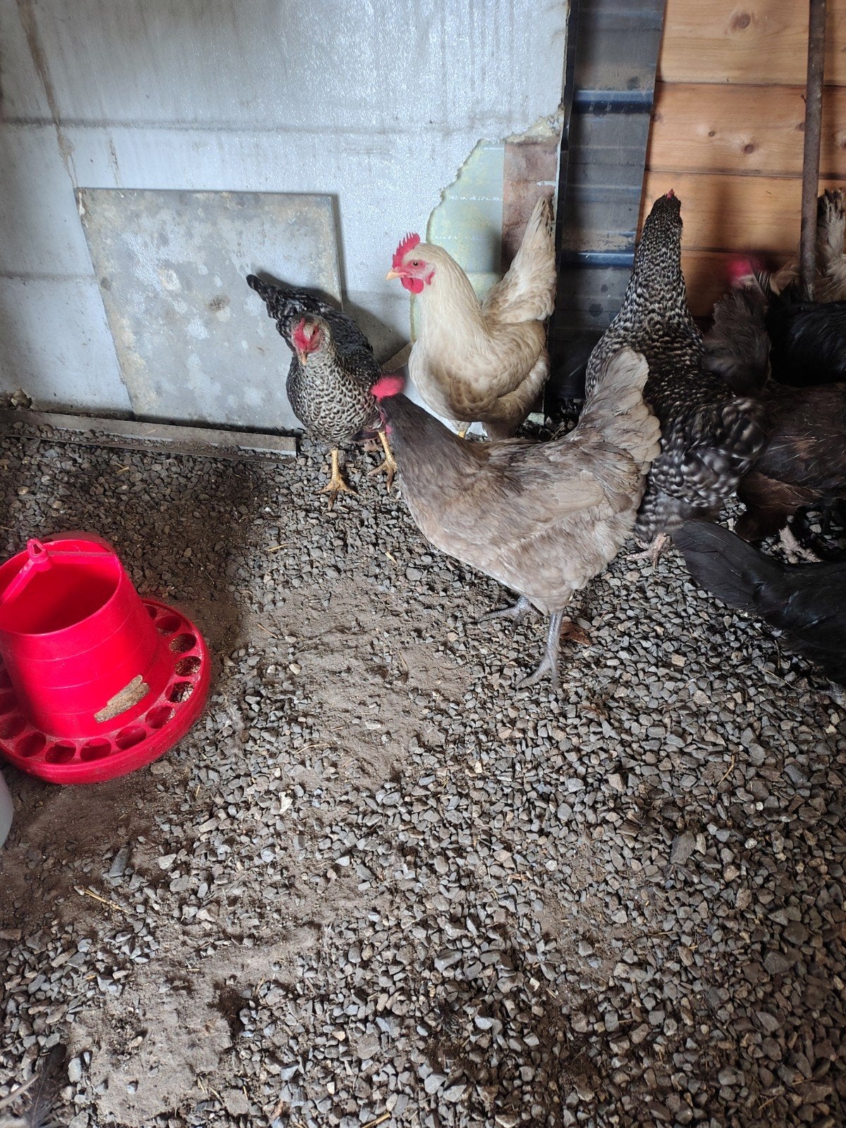 legkippen, Dieren en Toebehoren