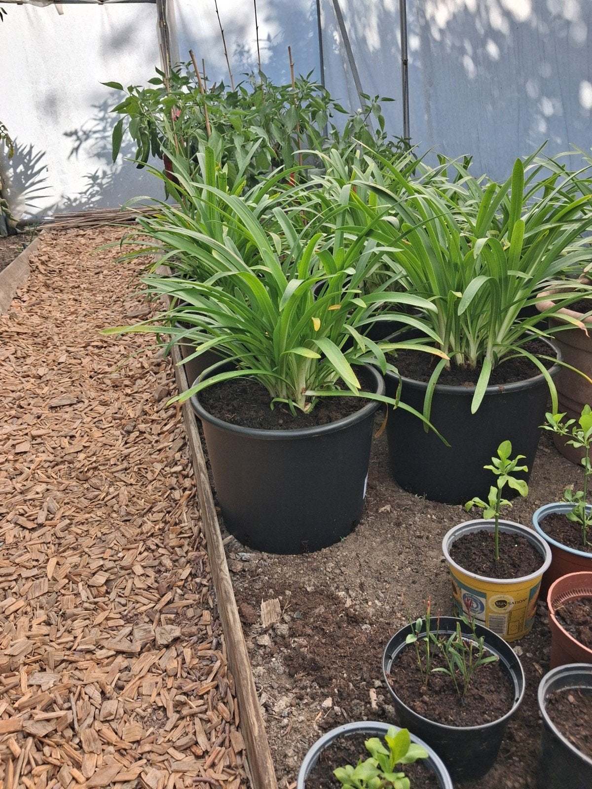 agapanthus, Enlèvement