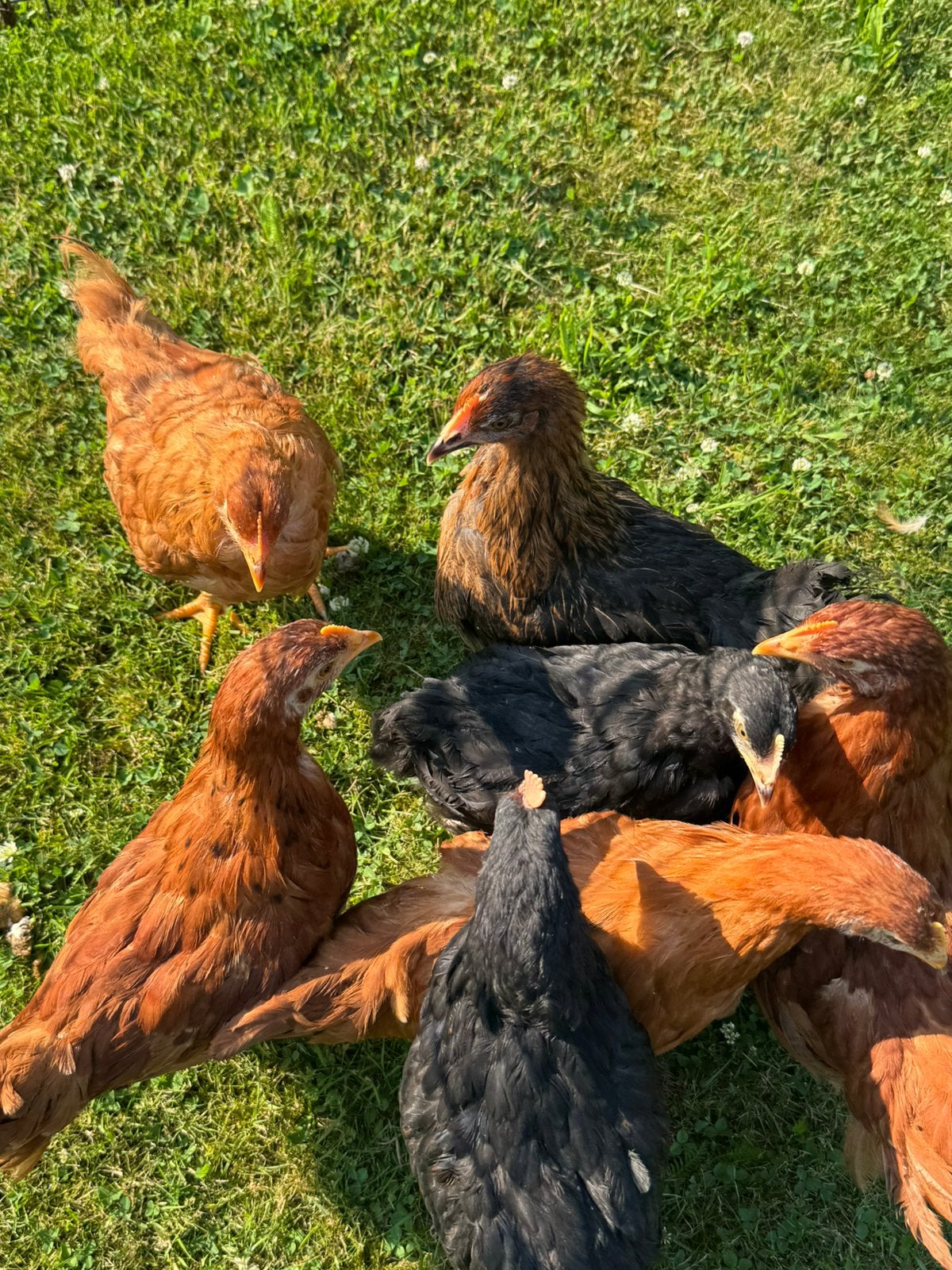 Oudere legkip kuikens ( hennen), Dieren en Toebehoren, Pluimvee
