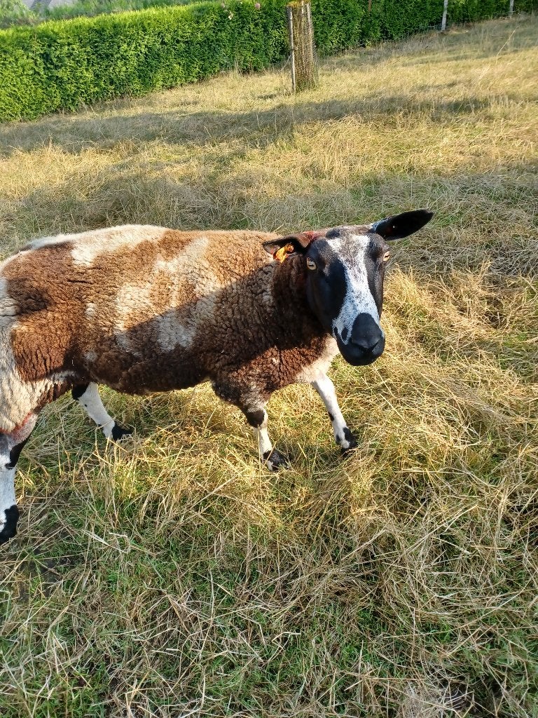 A vendre une brebis Baggerbondt + 3 agneaux, Animaux & Accessoires, Plusieurs animaux, Mouton, 3 à 5 ans