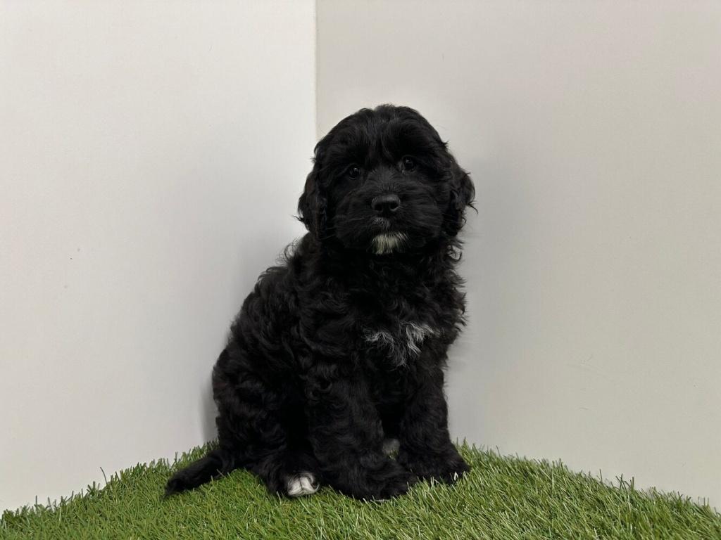Nestje Cockapoo pups, Parvo, België, 8 tot 15 weken, Meerdere