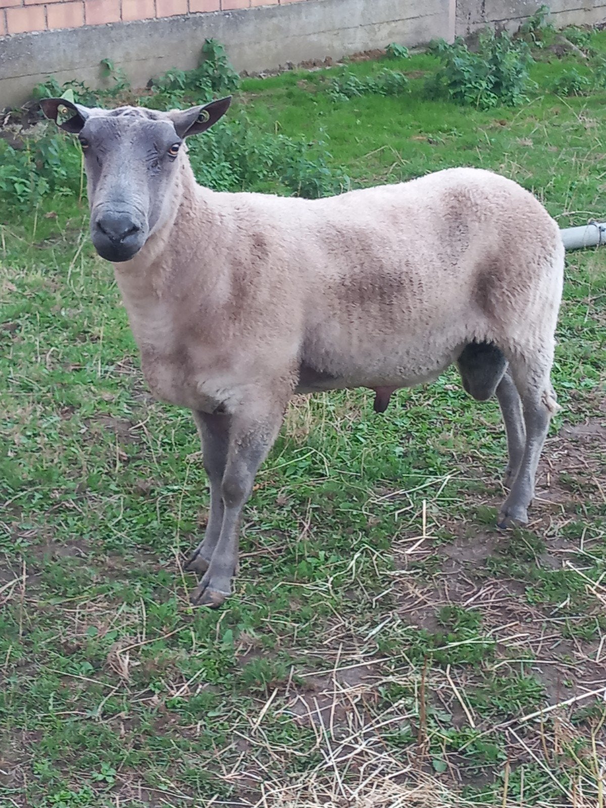 Ram bleu du maine