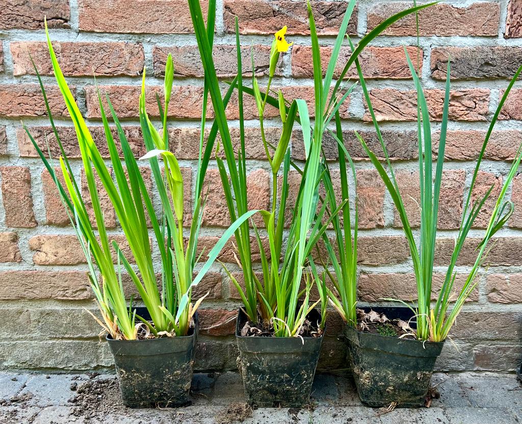 Gele lis, vijverplant, oeverplant, vaste plant, Tuin en Terras, Volle zon, Vaste plant, Ophalen of Verzenden, Zomer
